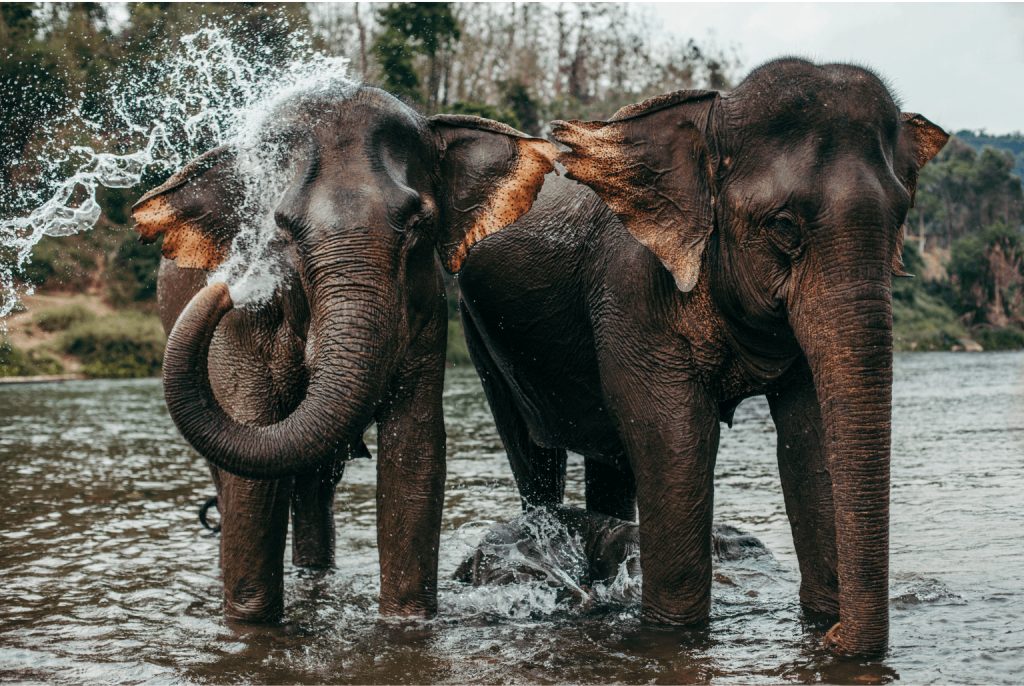 La terra di un milione di elefanti: curiosità sul Laos